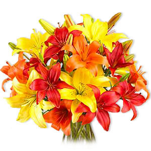 Asiatic Lilies Flowers Asiatic Lilies Flowers
