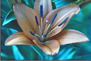 Blue Lilies Flowers