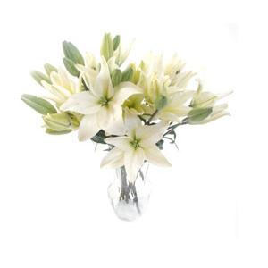 Different Types of Lilies Different Types of Lilies