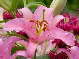 Lilies Flowers Types