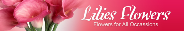 Lilies Flowers
