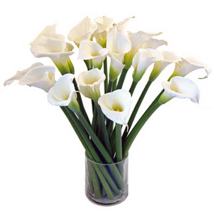Lilies Flowers Lilies Flowers