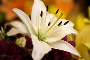 Oriental Lilies Flowers