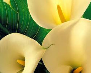 Pictures of Lilies Flowers Pictures of Lilies Flowers