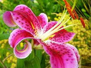 Pink Lilies Flowers