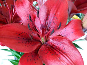 Red Lilies Flowers