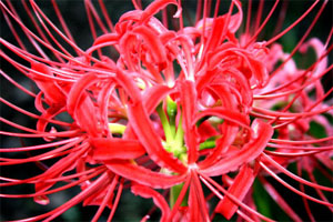 Spider Lilies Flowers