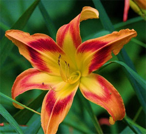 Star Lilies Flowers Star Lilies Flowers