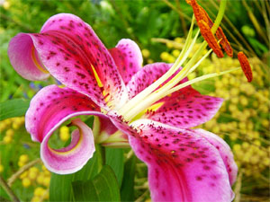 Stargazer Lilies Flowers