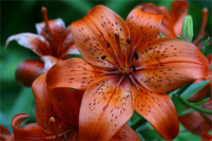Tiger Lilies Flowers