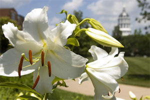 Types of Lilies Flowers
