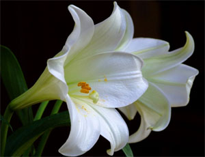 White Lilies Flowers