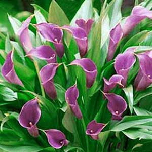 Wholesale Calla Lilies Flowers